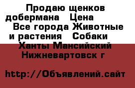 Продаю щенков добермана › Цена ­ 45 000 - Все города Животные и растения » Собаки   . Ханты-Мансийский,Нижневартовск г.